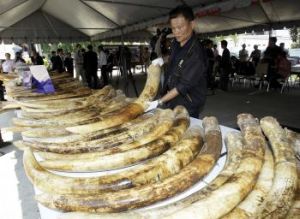 V Thajsku zhabali kontraband slonoviny za viac ako 2 milióny eur