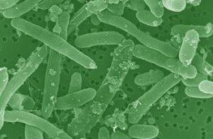 Nemecko: Črevné baktérie si vyžiadali prvé obete