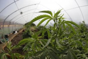 Žitňanská o legalizácii marihuany neuvažuje