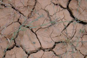 Afriku postihli najhoršie suchá za posledné desaťročia