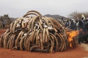 Keňa spálila päť ton slonoviny, upozorňuje na dopad pašeráctva
