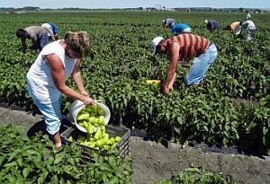 Slovenským farmárom príde z Bruselu pol milióna eur