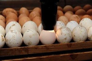 Slovenskí hydinári upozorňujú na nekvalitné vajcia z Poľska