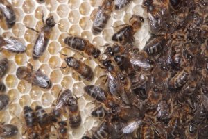 Vedci: Aj včely môžu mať emócie