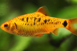 Zlaté rybky uväznené po zemetrasení v akváriu prežili 134 dní bez kŕmenia