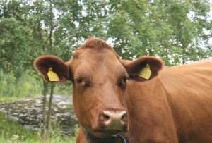 Nemecko: Nezvestná krava Yvonne sa sama vrátila na lúku