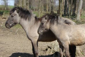 Do Európy sa vráti populácia divých koní